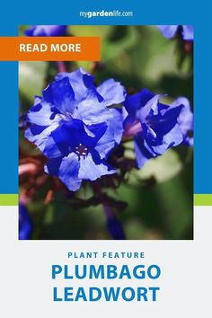 a blue flower with the words plant feature plumbing leadwort in front of it