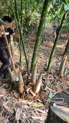 a man is picking up bamboo from the ground