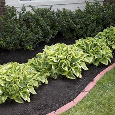 a garden bed with green plants in front of a house