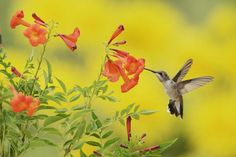 a hummingbird flying near some flowers in the air