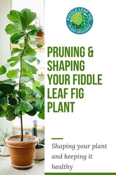 a potted plant with the words pruning and shaping your fiddle leaf fig plant