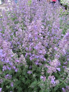 purple flowers are blooming in the garden