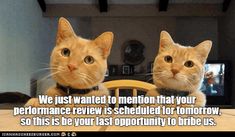 two orange cats sitting on top of a table next to each other with the caption we just wanted to mention that your performance review is scheduled for tomorrow, so this is