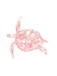 a drawing of a pink turtle on a white background