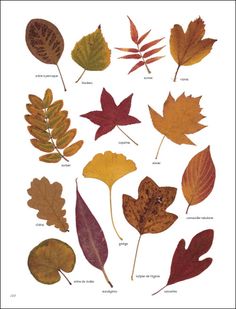 an image of different types of leaves