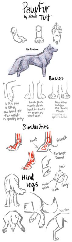 an animal's paw and foot chart with instructions for how to use it in different ways