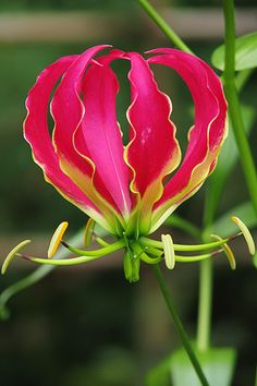 a red and yellow flower with green stems