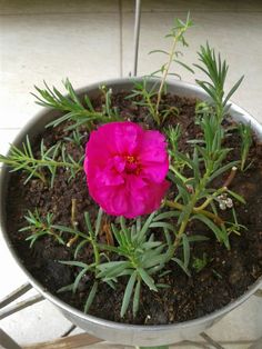 a pink flower sitting in a pot on top of a table