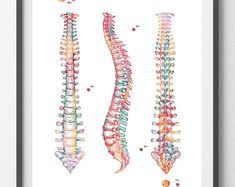 three different colored seahorses are shown in this watercolor painting