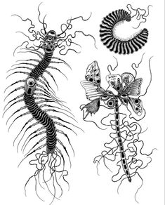 two drawings of different types of insect and plant life, one is black and white