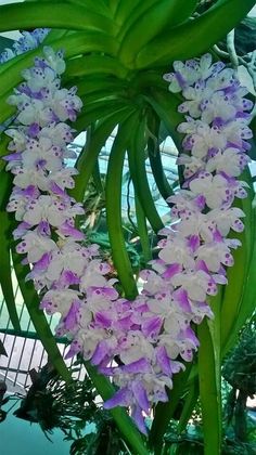 purple and white flowers are in the shape of a heart on a green leafy plant