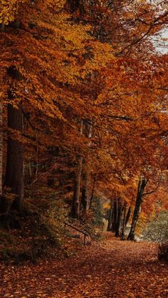 a path in the woods with lots of leaves on it