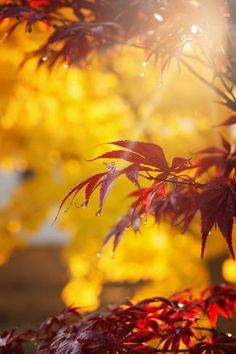 the sun shines brightly through red leaves on a tree branch in front of yellow foliage