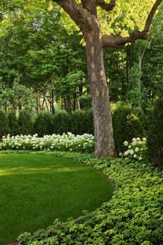 a lush green lawn surrounded by trees and bushes with white flowers in the center, next to a large tree