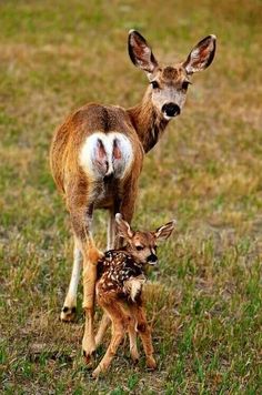 two baby deer standing next to each other on top of a grass covered field and looking at the camera