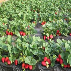 there are many strawberries growing in plastic bags