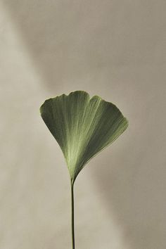 a large green leaf is in a vase