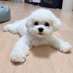 a small white dog laying on top of a wooden floor