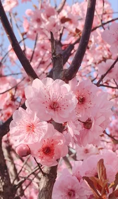 pink flowers are blooming on the branches of trees