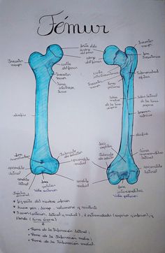 a diagram of the bones and their names