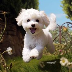 a white dog is running through the grass