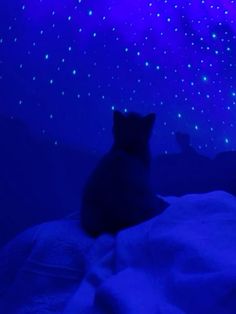 a cat sitting in the snow looking at stars