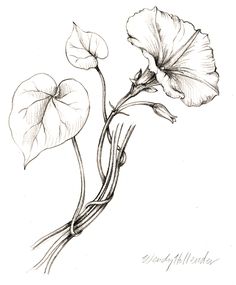 a pencil drawing of two flowers on a white background, with the petals still attached to the stems