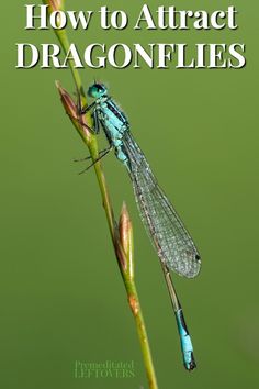 a blue dragonfly sitting on top of a plant with the words how to attract dragonflies