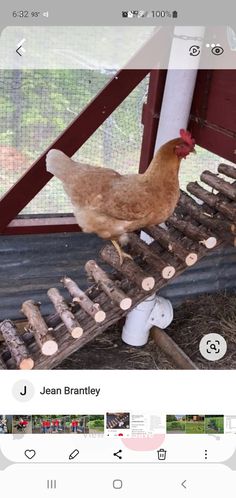 a chicken standing on top of a wooden structure