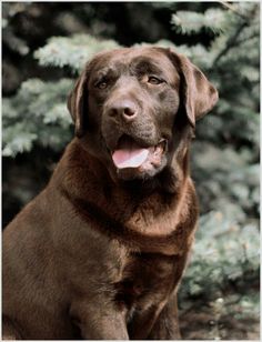 a large brown dog sitting in front of some trees and bushes with its tongue out