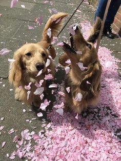 two dogs are playing with pink petals on the ground and one dog is looking up