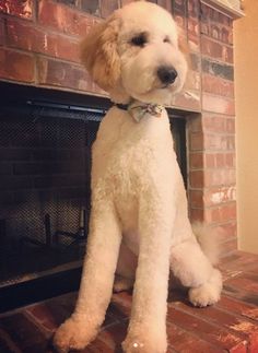 a white poodle sitting on top of a brick fireplace next to a fire place