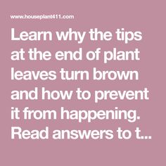 the words learn why the tips at the end of plant leaves turn brown and how to prevent