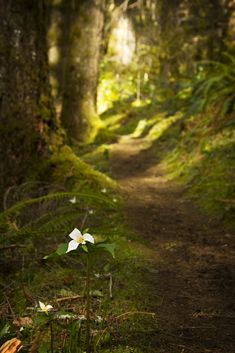 a small white flower sitting on the side of a dirt road in a forest filled with trees