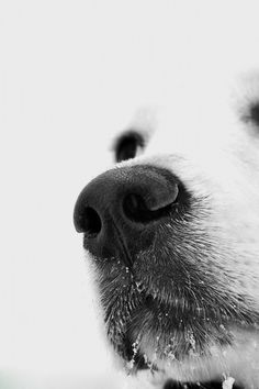 black and white photograph of a dog's nose with snow all over its fur