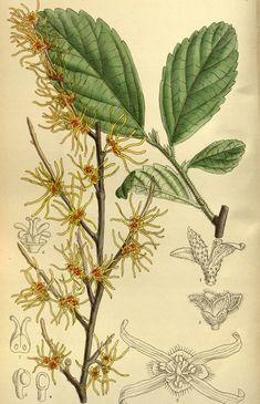 an old botanical print shows the leaves and flowers of this plant, with two hummings on it