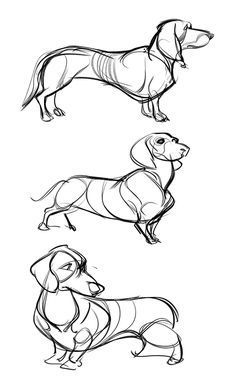 three dachshund dogs in different poses