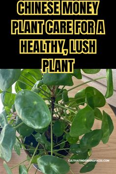 a potted plant with the words chinese money plant care for a healthy, lush plant