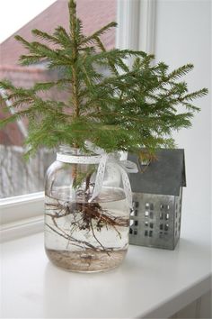 a small tree in a glass jar on a window sill next to a house