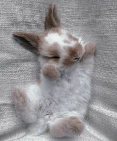 a small white and brown rabbit laying on its back