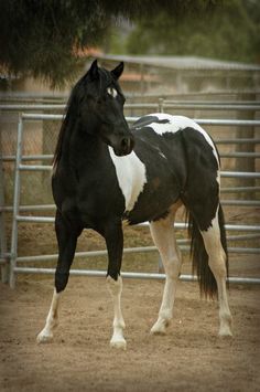 a black and white horse standing next to a metal fence in an enclosed area with trees