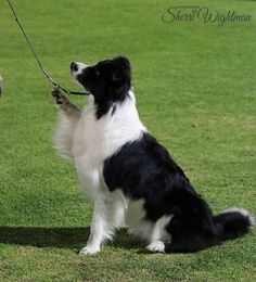 a black and white dog holding on to a rope