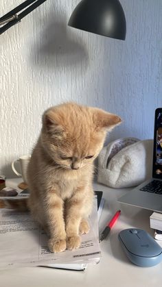 an orange kitten sitting on top of papers next to a laptop