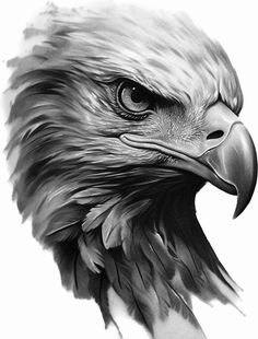 an eagle's head is shown in black and white, with the colors of its feathers