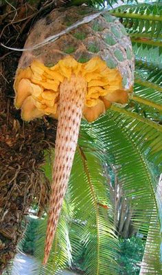 a bunch of bananas that are hanging from a tree in the forest with other trees around them