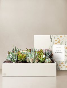 the succulent plants are in a white box