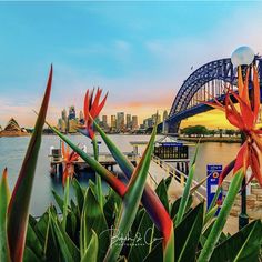 the sydney bridge and flowers are in front of the water with cityscape behind it