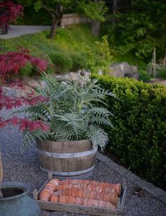 carrots in a barrel next to some plants