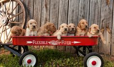 six puppies are sitting in a red wagon with the word flexible ever written on it