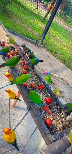 many colorful birds are eating food out of a trough